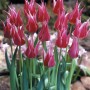 Tulipa Maytime2
