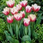 Tulipa Wirosa