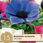 Анемона Coronaria De Caen Mixed Colours2